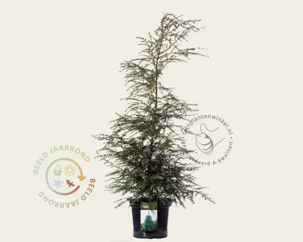 Tsuga canadensis - Direct beschikbaar