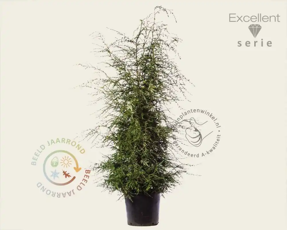 Tsuga canadensis 150/175- Excellent | Nog maar enkele beschikbaar