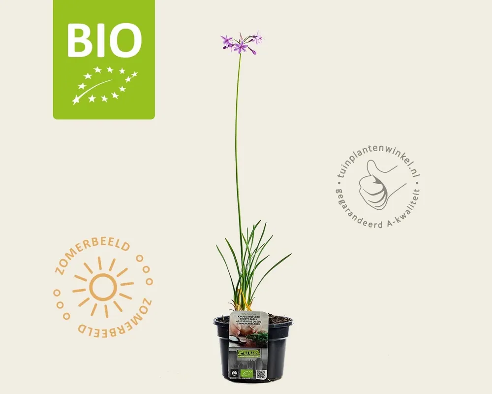Topprijs - Tulbaghia violacea Puur