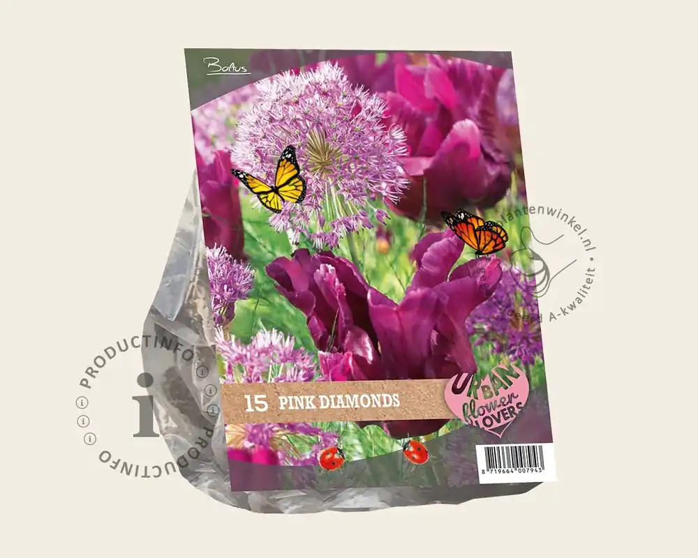 Lage prijs | Tulipa / Allium - Pink Diamonds