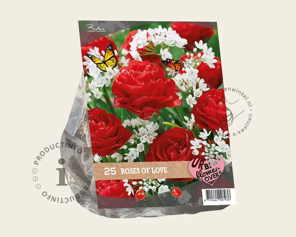 Tulipa / Allium - Roses of Love - Hoog gewaardeerd