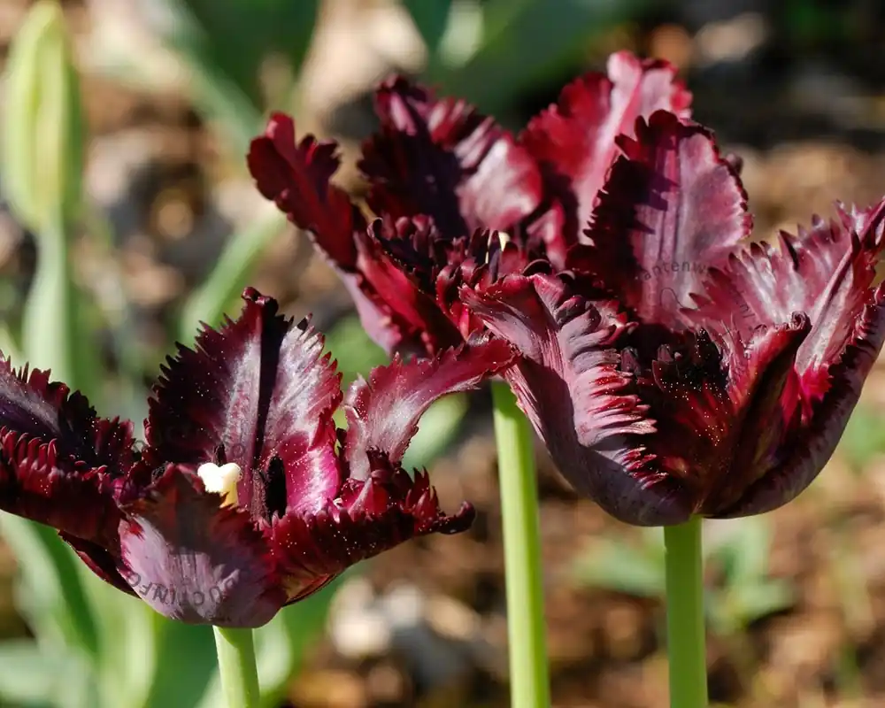 Hoge kwaliteit - Tulipa ‘Black Parrot‘