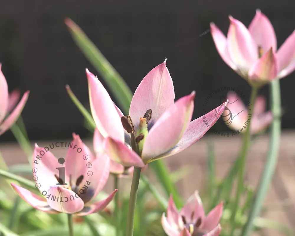 Aanrader | Tulipa clusiana ‘Danique‘