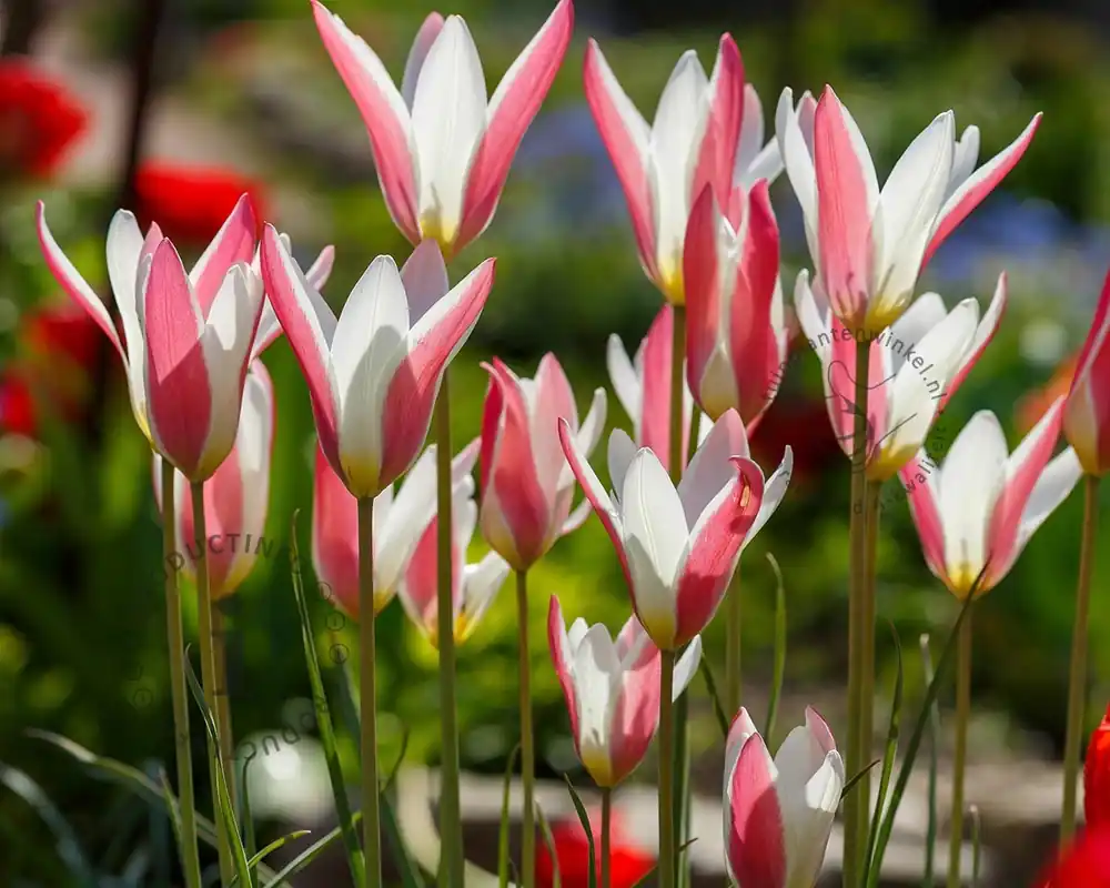 Veilig betalen - Tulipa clusiana ‘Lady Jane‘