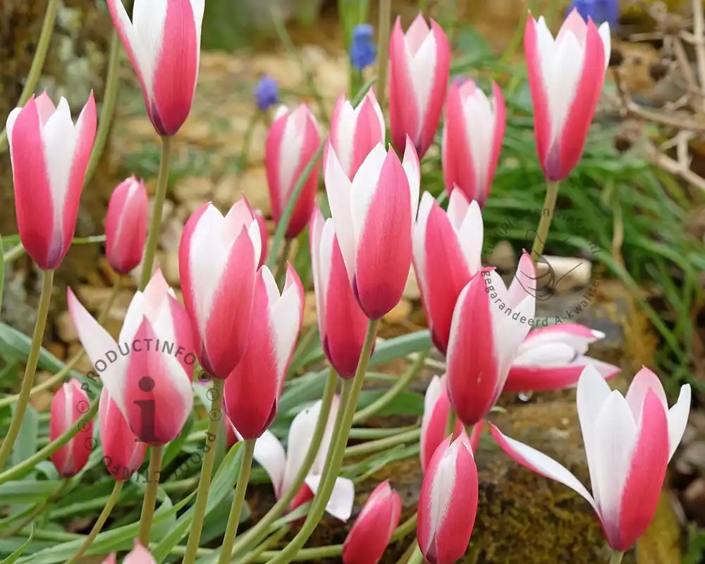 Bestseller | Tulipa clusiana ‘Peppermint Stick‘