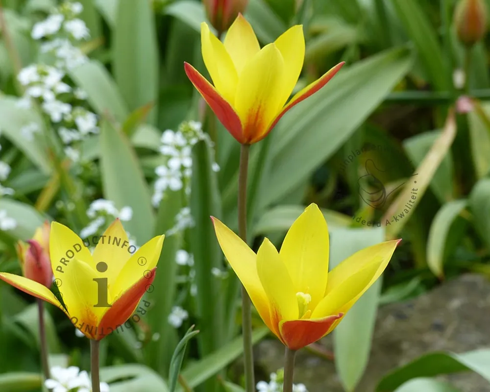 Favoriet van klanten - Tulipa clusiana (var. Chrysantha)