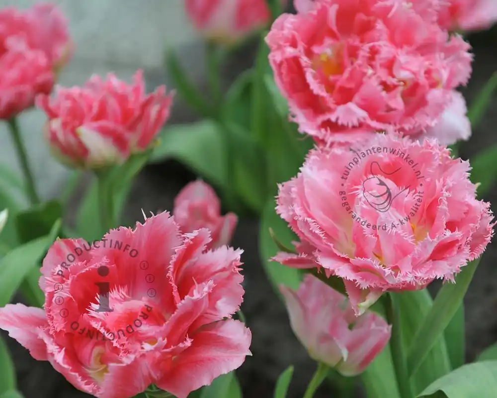 Erg populair - Tulipa ‘Crispion Sweet‘