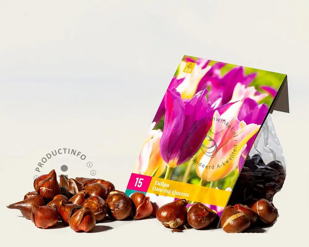 Scherpe prijs - Tulipa Dancing Queen