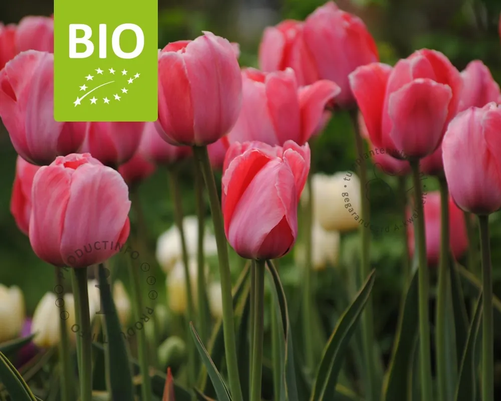 Voorraad bijna op | Tulipa ‘Design Impression‘ - BIO