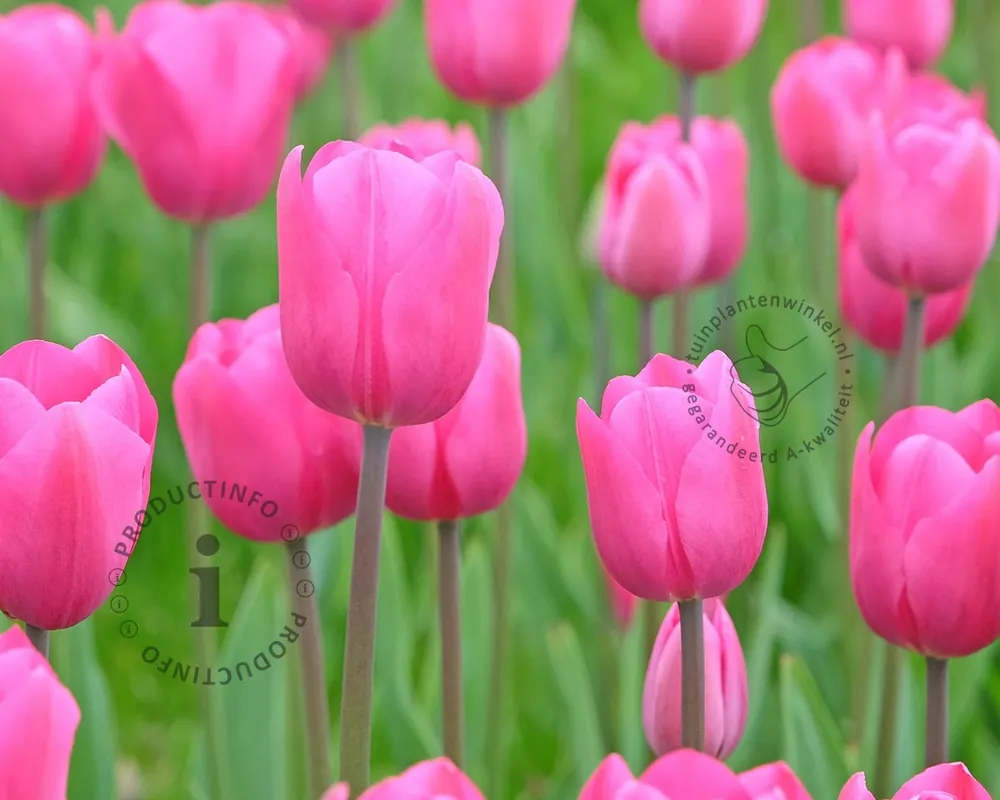 Koop vandaag | Tulipa ‘Don Quichotte‘