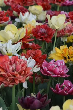 Zojuist toegevoegd | Tulipa Double Mix