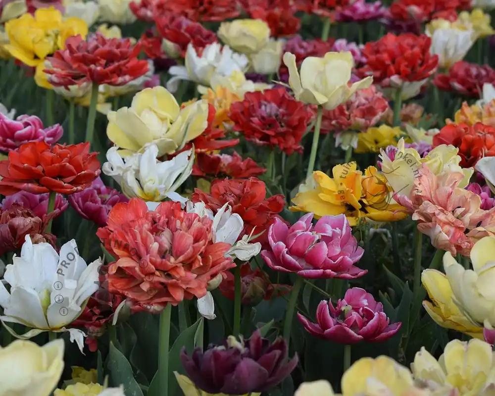 Zojuist toegevoegd | Tulipa Double Mix
