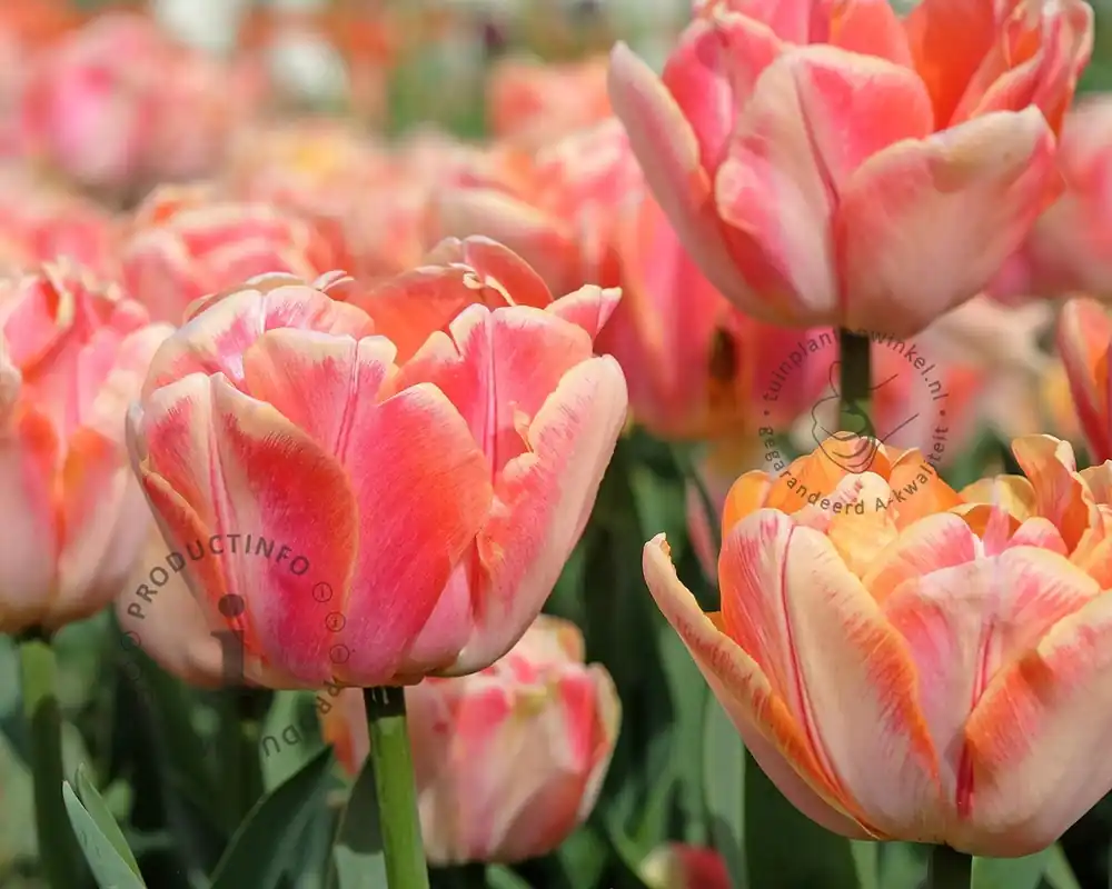 Tulipa ‘Foxy Freedom‘ - Opruiming