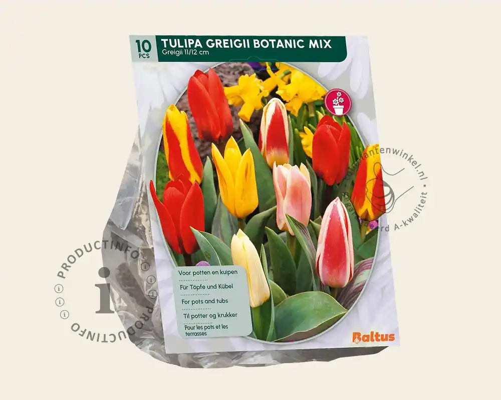 Tulipa greigii Mix - Beperkte voorraad