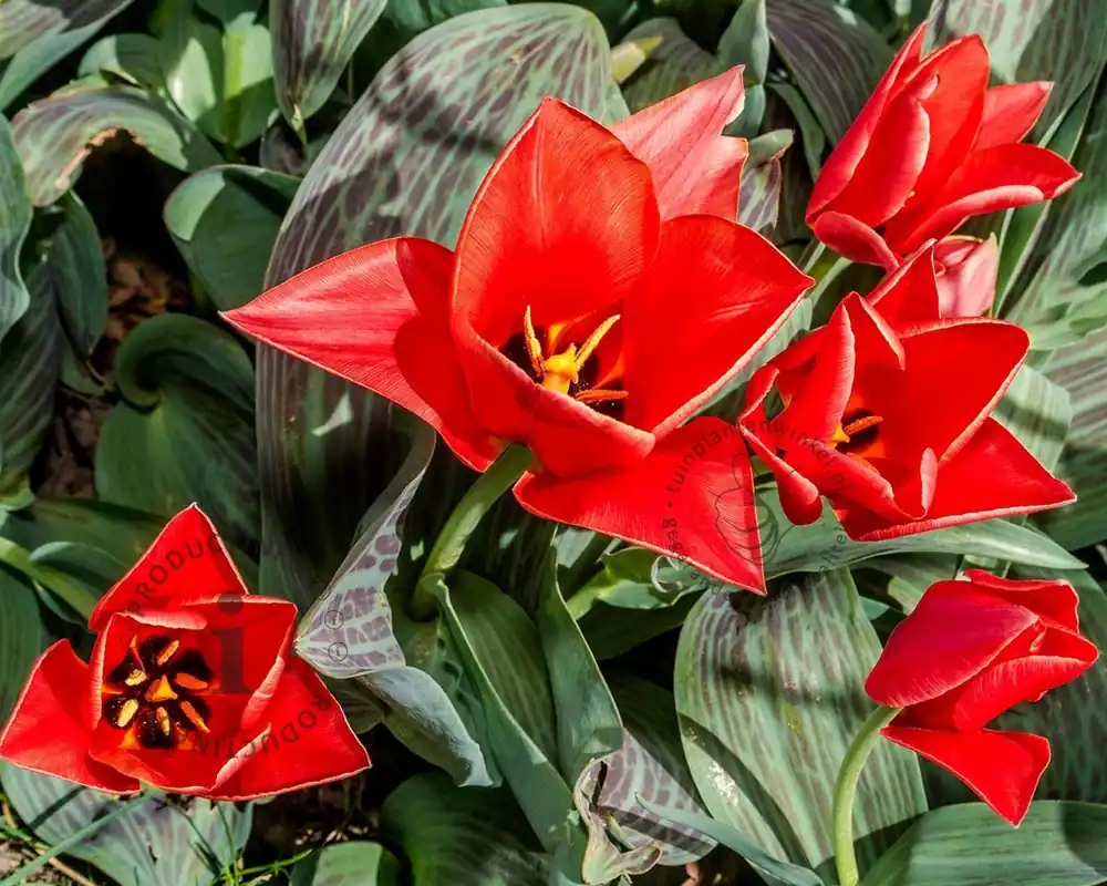 Tulipa greigii ‘Roodkapje‘ | Bestelbaar