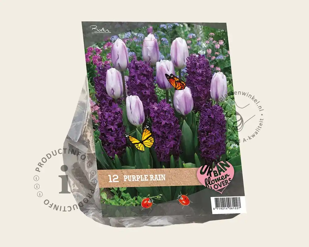 Sale | Tulipa / Hyacinthus - Purple Rain