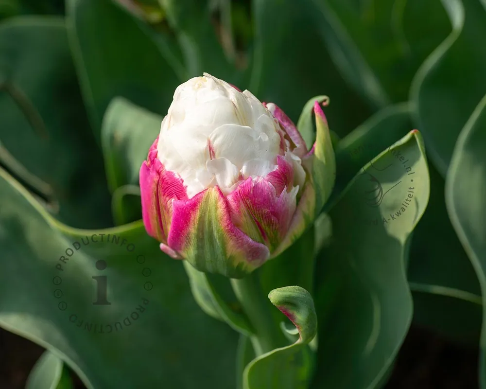 Tulipa ‘Ice Cream‘ - Direct beschikbaar