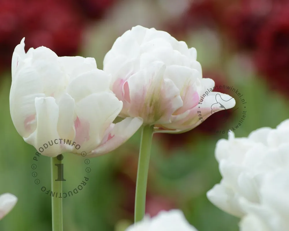 Tulipa ‘Ice Wonder‘ | Nieuw product