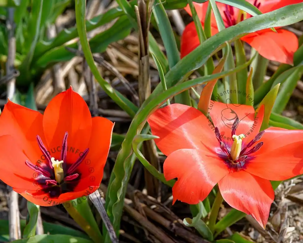 Tulipa linifolia - Nieuw in het assortiment