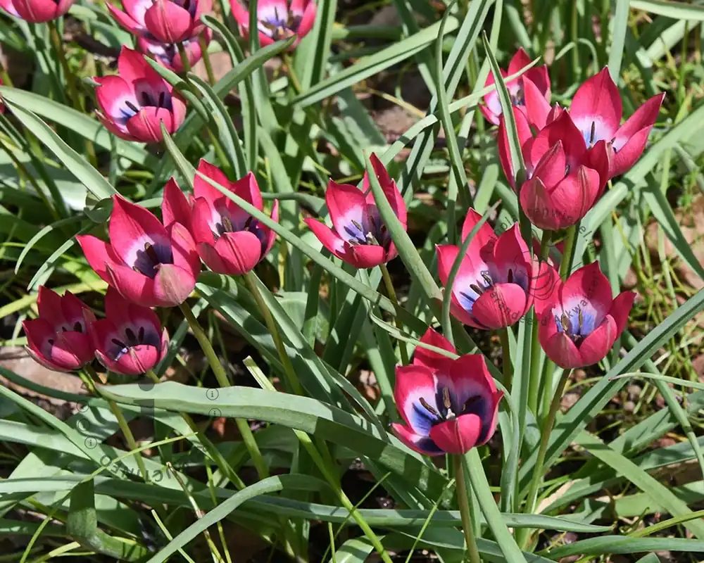 Lage prijs - Tulipa ‘Little Beauty‘