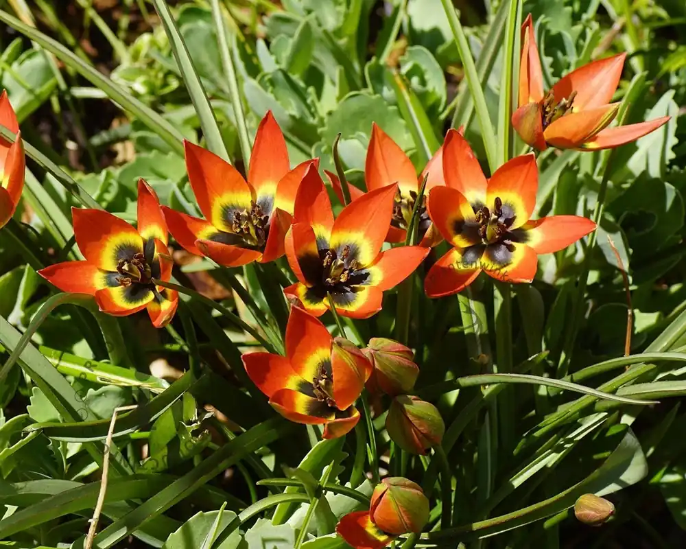Tulipa ‘Little Princess‘ | Flitsaanbieding