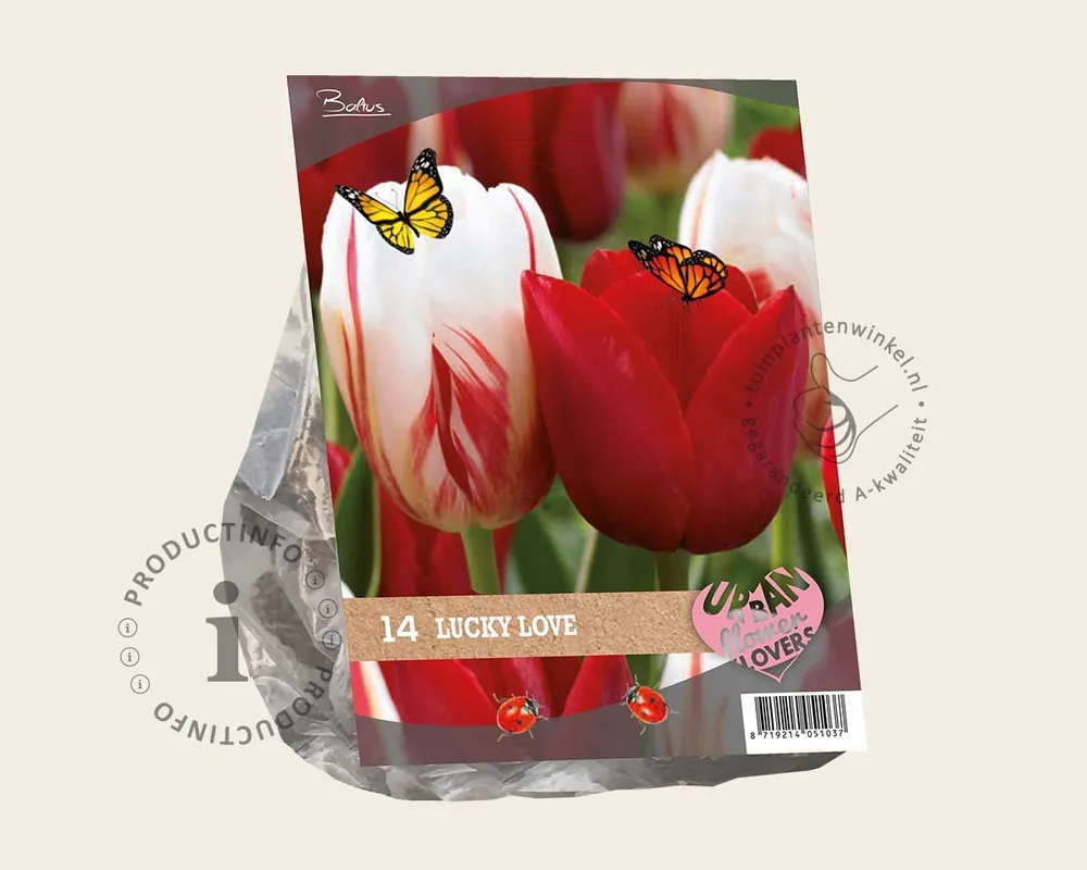 Tulipa Lucky Love | Speciale deal