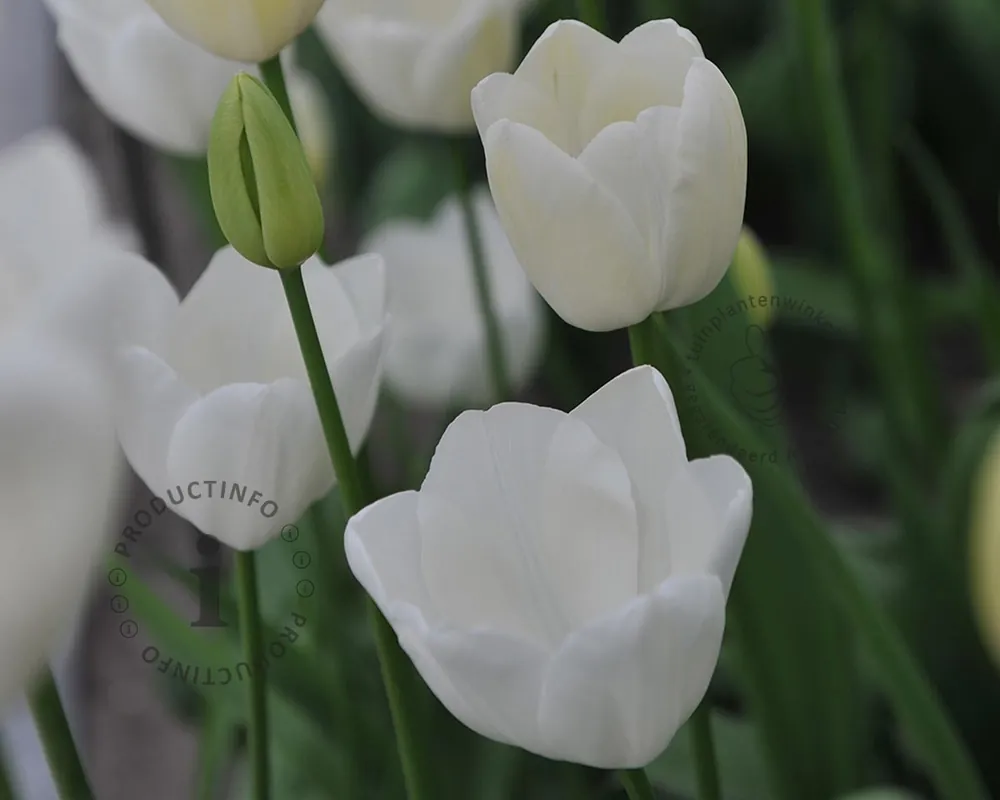 Populair bij klanten | Tulipa ‘Maureen‘