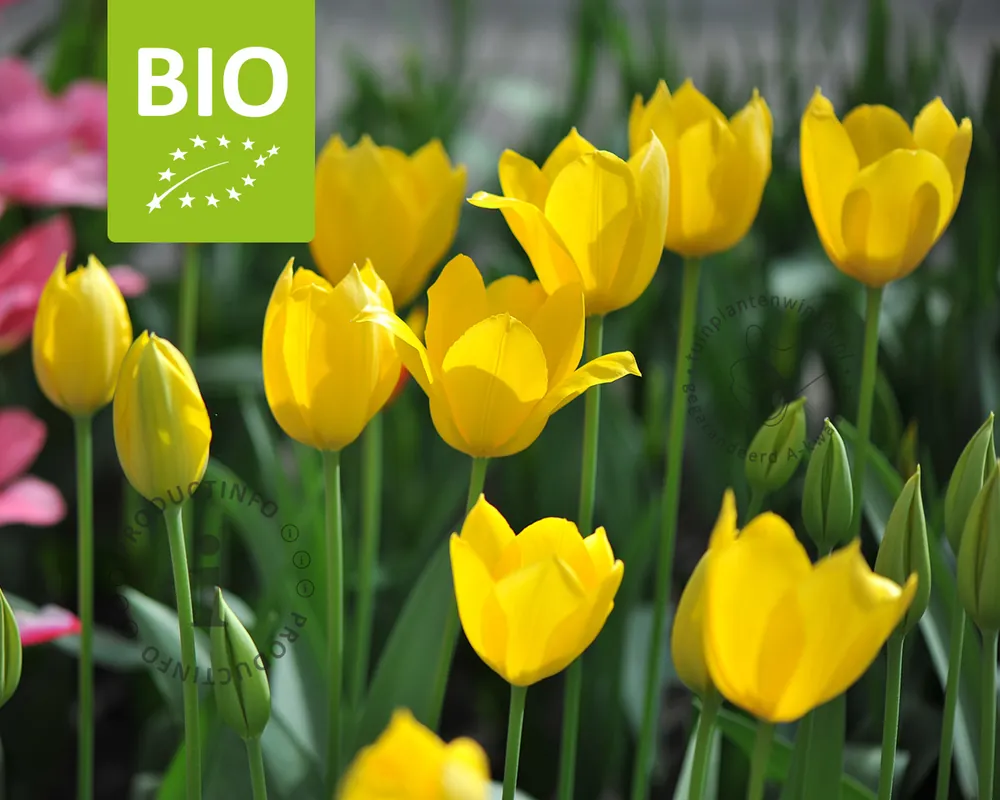 Outlet | Tulipa ‘Muscadet‘ - BIO