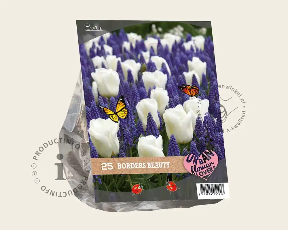 Tulipa / Muscari - Borders Beauty - Op = op