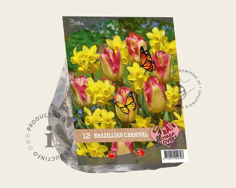 Tulipa / Narcissus - Brazilian Carnaval | Gratis retourneren