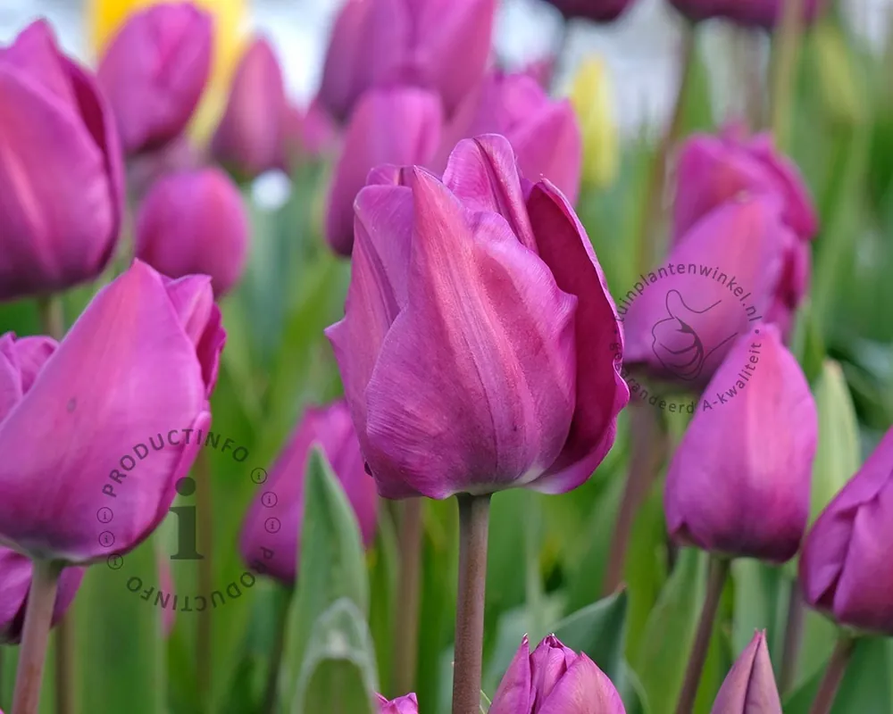Tulipa ‘Negrita‘ - Koop vandaag