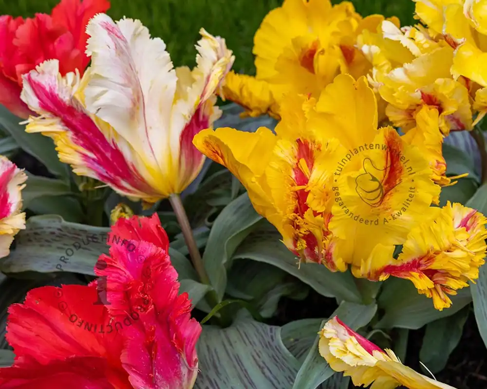 Net gelanceerd | Tulipa Parrot Mix