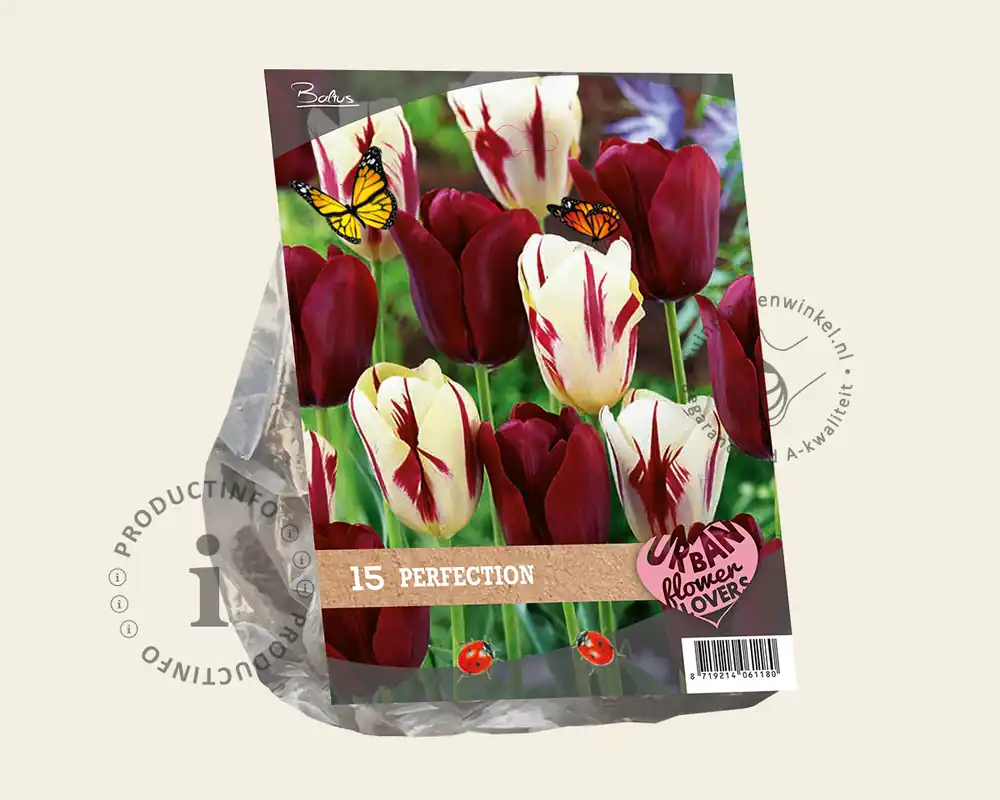 Topproduct | Tulipa Perfection