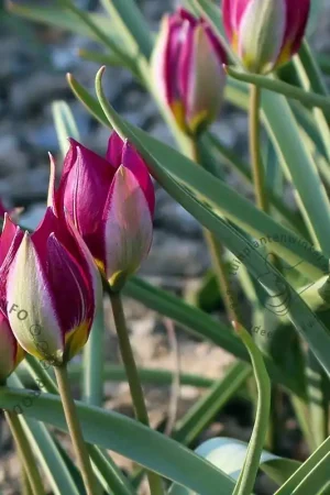 Aanbieding - Tulipa ‘Persian Pearl‘