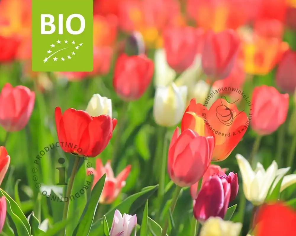 Koopje - Tulipa Pink Mix - BIO