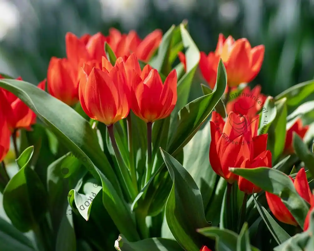 Tulipa praestans ‘Zwanenburg‘ | Sale