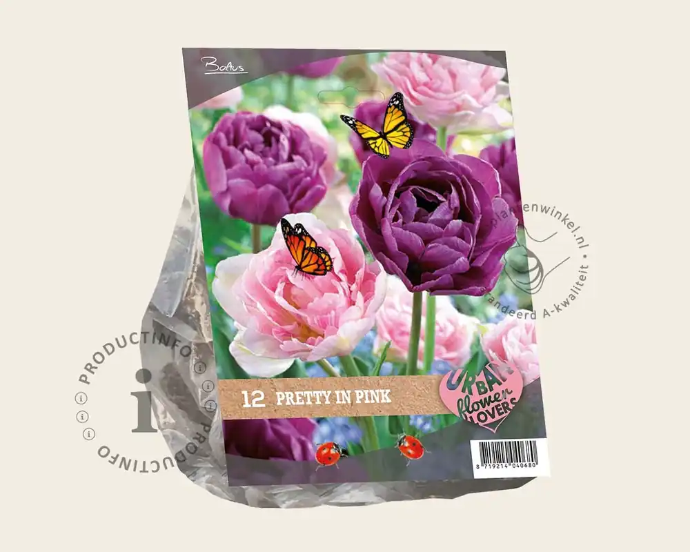 Tulipa Pretty in Pink - Bestseller