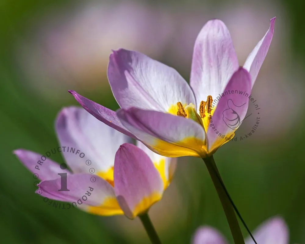 Populair bij klanten | Tulipa Pulchella Humilis