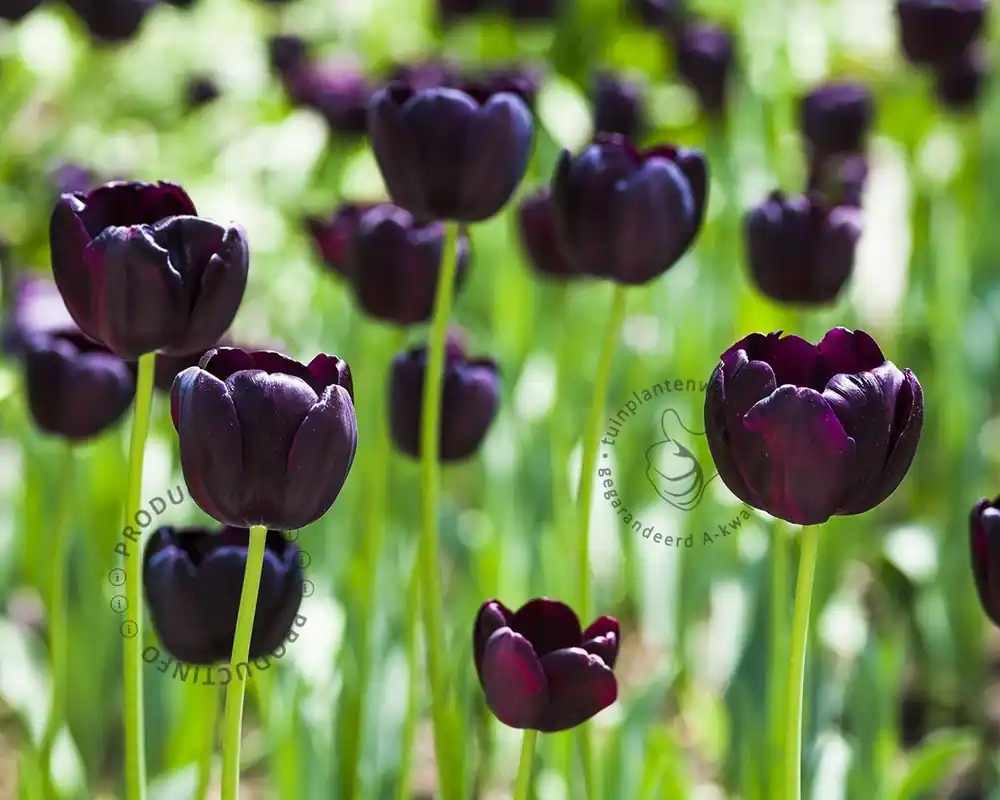 Nu kopen - Tulipa ‘Queen of Night‘
