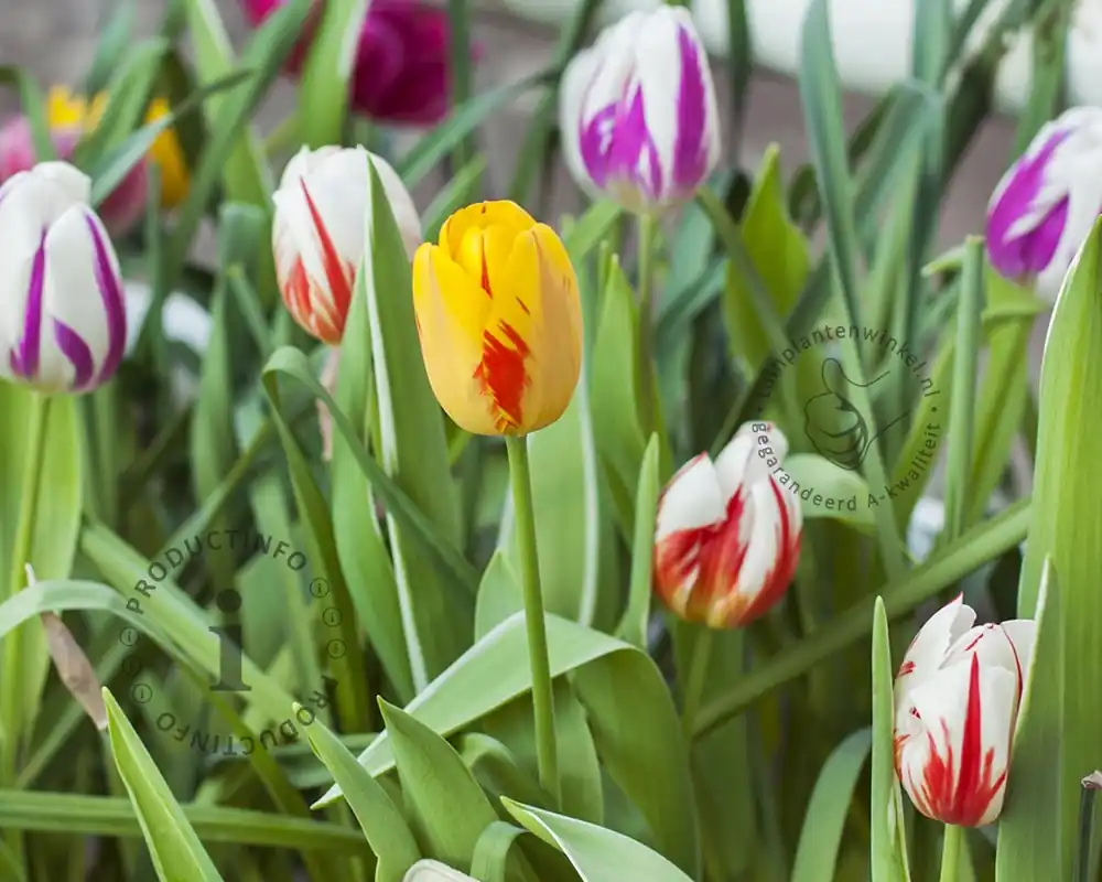 Alleen vandaag - Tulipa Rembrandt Mix