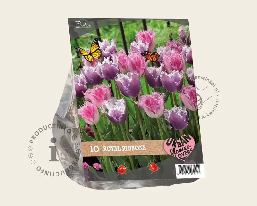 Sale | Tulipa Royal Ribbons