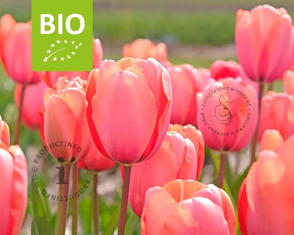Meest verkocht | Tulipa ‘Salmon Impression‘ - BIO