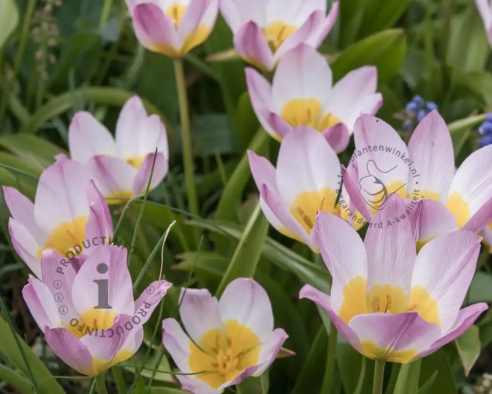 Topproduct - Tulipa saxatilis