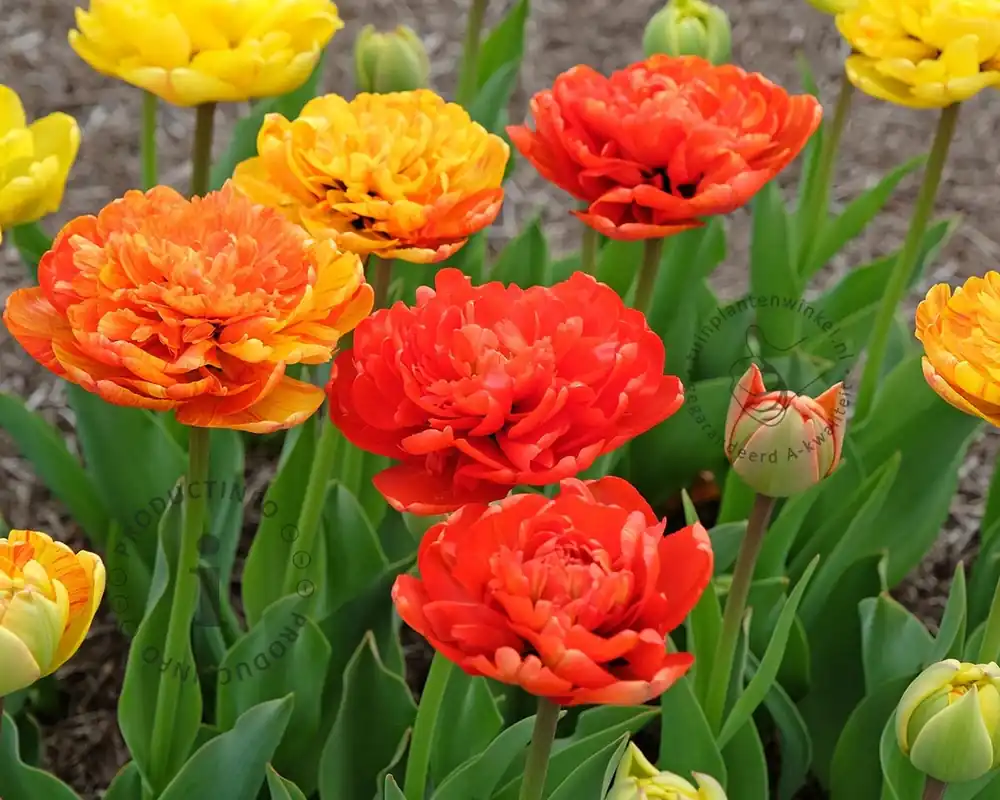 Rechtstreeks uit de fabriek - Tulipa ‘Sunlover‘