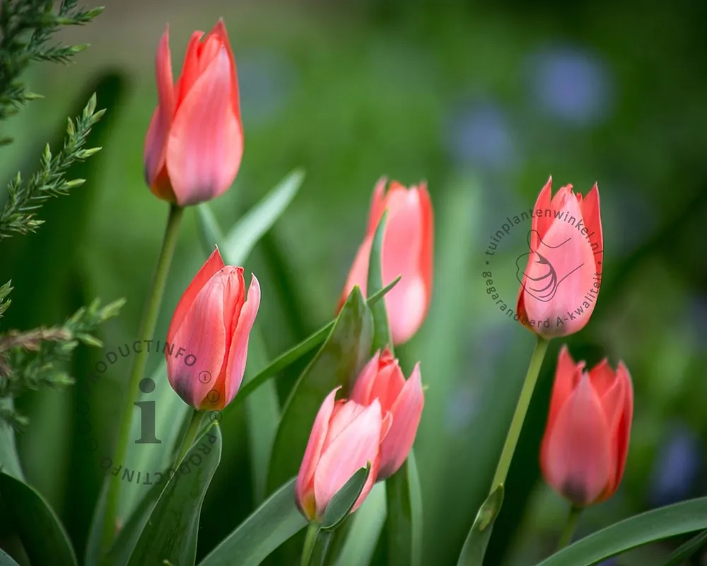 Net gelanceerd | Tulipa ‘Toronto‘