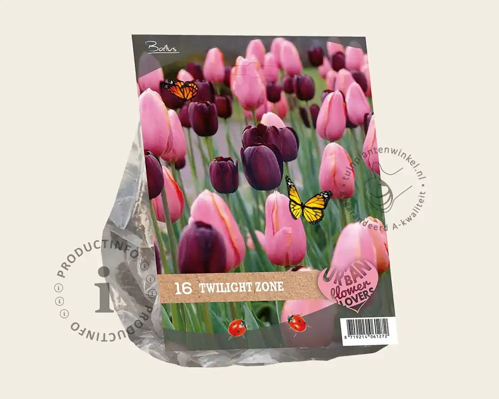 Tulipa Twilight Zone | Goed beoordeeld