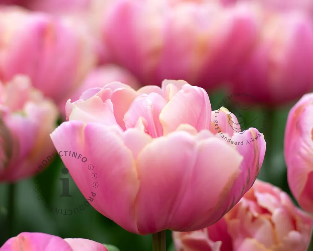 Fabrieksprijs - Tulipa ‘Upstar‘