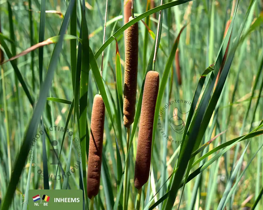 Typha latifolia | Erg populair