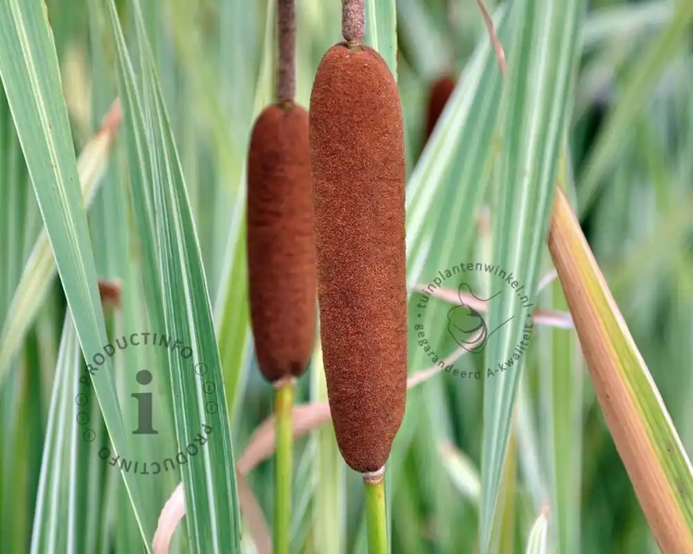Nu beschikbaar - Typha latifolia ‘Variegata‘