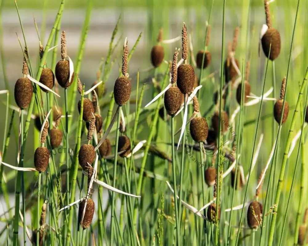 Typha minima - Speciale aanbieding